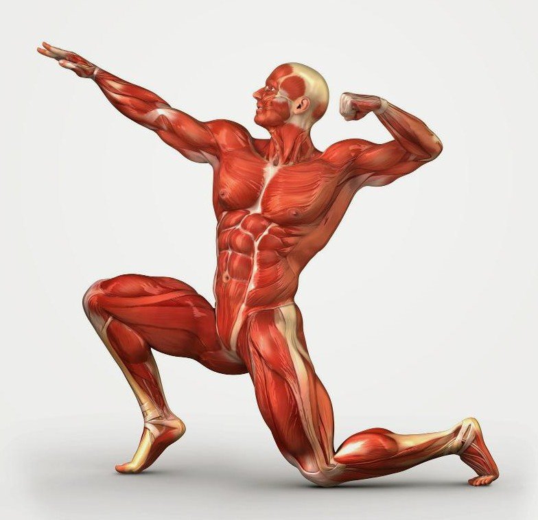 Fascia koulutus